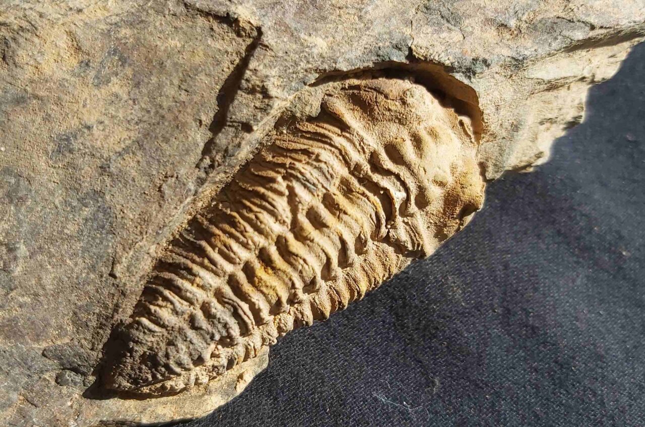 Neseuretus tristani trilobite from France at the online store www.fossilcave.com