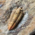 Neseuretus tristani trilobite from the Ordovician period of St Aubin Des Chateaux in France