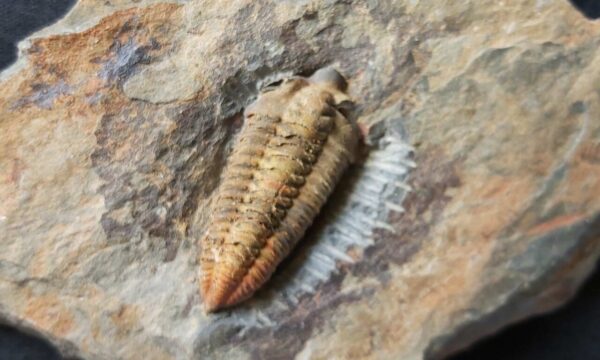 Neseuretus tristsni Trilobite Neseuretus tristani trilobite from the Ordovician period of St Aubin Des Chateaux in France