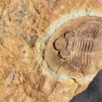 Nobiliasaphus nobilis Trilobite from France at the online store www.fossilcave.com