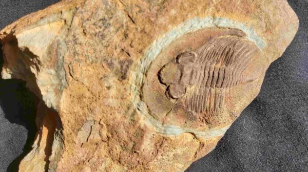 Nobiliasaphus nobilis Trilobite from France Nobiliasaphus nobilis Trilobite from France at the online store www.fossilcave.com