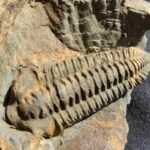 Neseuretus tristani trilobite from the Ordovician period at the online store www.fossilcave.com