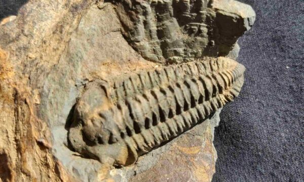 Neseuretus tristani trilobite from the Ordovician period at the online store www.fossilcave.com