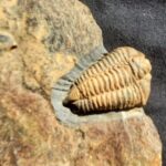 Trilobite Colpcoryphe rouaulti fossil at the online store www.fossilcave.com