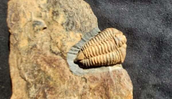 Trilobite Colpcoryphe rouaulti fossil at the online store www.fossilcave.com