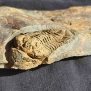 Prionocheilus mendax Trilobite From France - Image 4