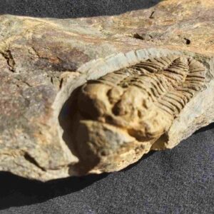 Prionocheilus mendax Trilobite From France - Image 3