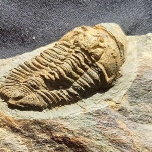 Prionocheilus mendax Trilobite from France at the online store www.fossilcave.com
