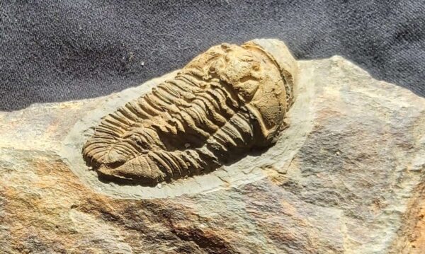 Prionocheilus mendax Trilobite from France at the online store www.fossilcave.com