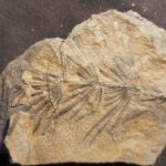 Annularia stellata a fossil plant from the Permian Period at the online store www.fossilcave.com