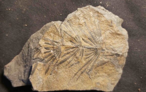 Annularia stellata Annularia stellata a fossil plant from the Permian Period at the online store www.fossilcave.com