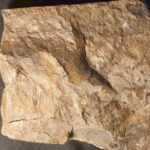 Annularia stellata plant fossil at the online store www.fossilcave.com