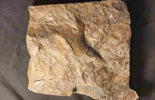 Annularia stellata plant fossil Annularia stellata plant fossil at the online store www.fossilcave.com