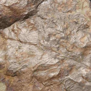 Annularia stellata plant fossil - Image 4