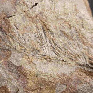 Annularia stellata plant fossil - Image 3