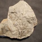Fossil Plant Annularia at the online store www.fossilcave.com