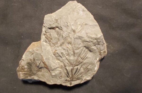 Fossil Plant Annularia Fossil Plant Annularia at the online store www.fossilcave.com