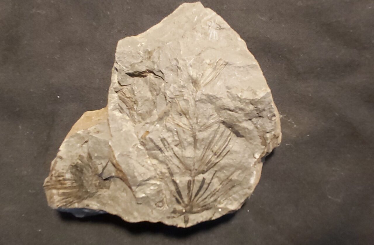 Fossil Plant Annularia at the online store www.fossilcave.com