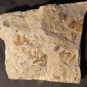 Annularia stellata plant fossil - Image 5