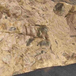 Annularia stellata plant fossil - Image 6