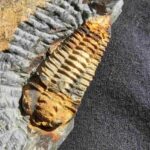 Ordovician Trilobite Neseuretus tristani at the online store www.fossilcave.com