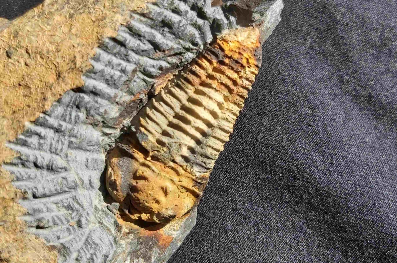 Ordovician Trilobite Neseuretus tristani at the online store www.fossilcave.com