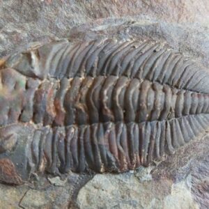 Eodalmanitina macrophtalma Trilobite at the online store www.fossilcave.com