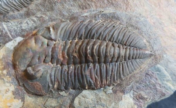 Eodalmanitina macrophtalma Trilobite at the online store www.fossilcave.com