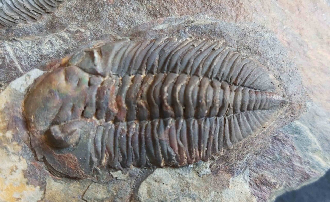 Eodalmanitina macrophtalma Trilobite at the online store www.fossilcave.com