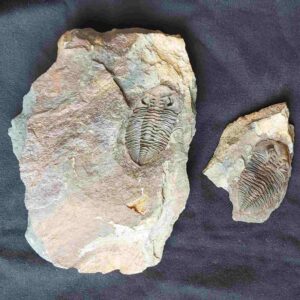 Eodalmanitina macrophtalma Trilobite - Image 3