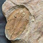 Nobiliasaphus nobilis Trilobite from St Aubin Des Chateaux in france