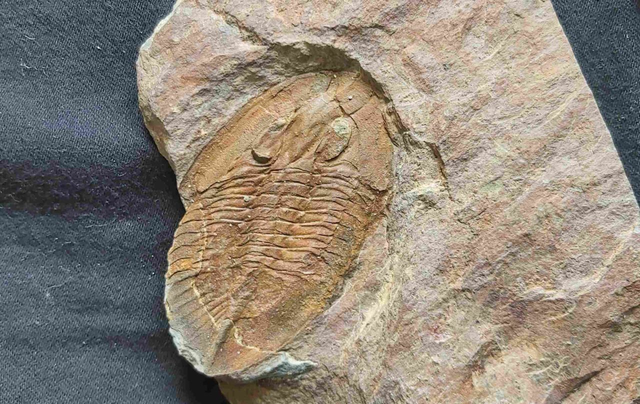 Nobiliasaphus nobilis Trilobite from St Aubin Des Chateaux in france