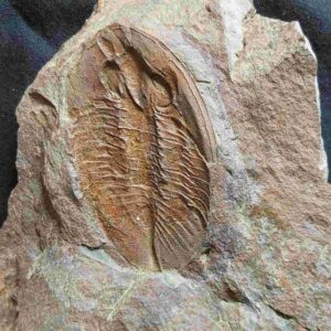 Nobiliasaphus nobilis - Image 3