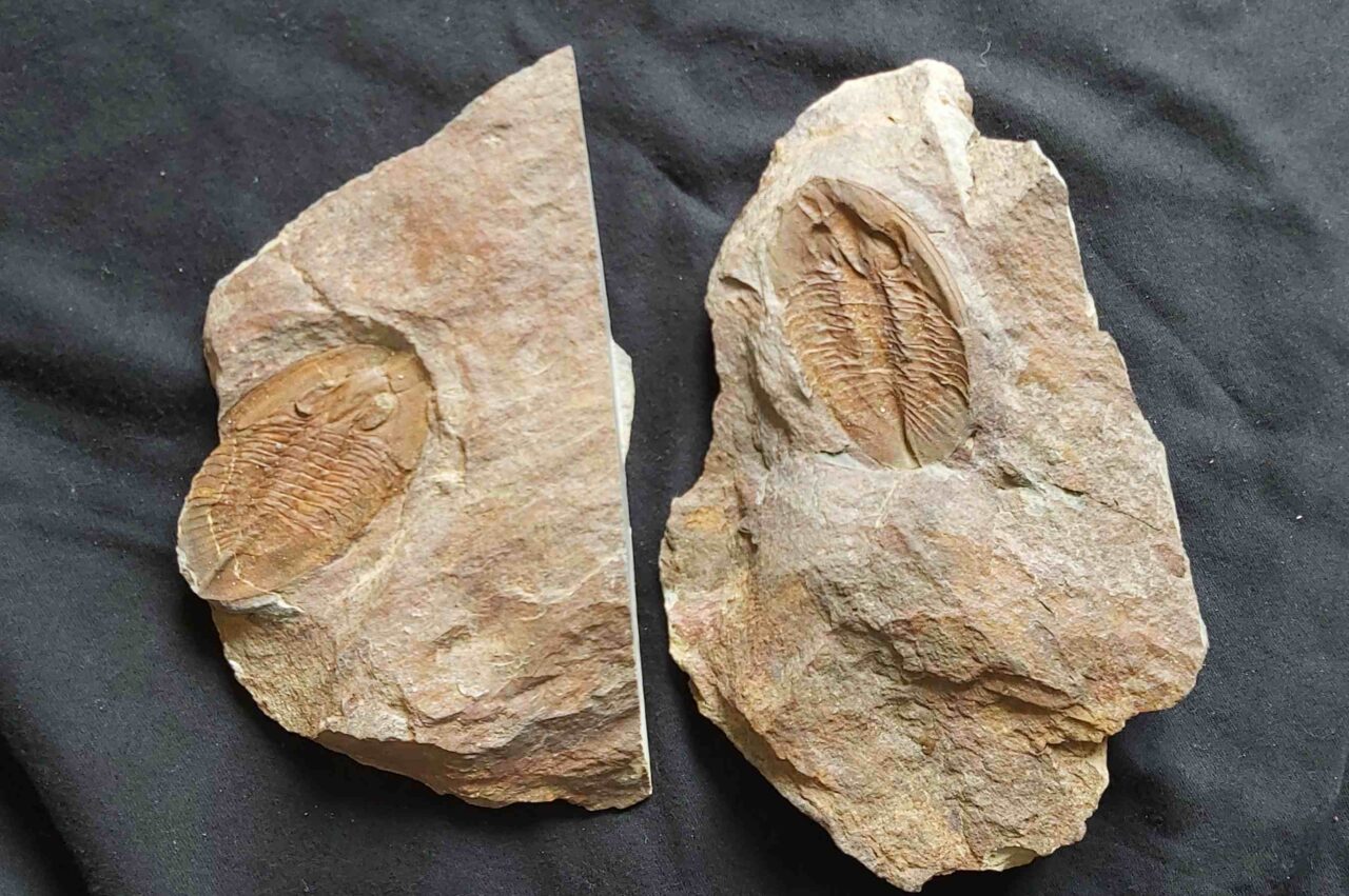 Nobiliasaphus nobilis From St Aubin des chateaux france