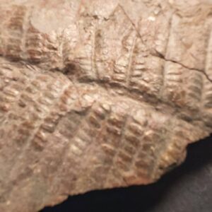 Carboniferous Fern Pecopteris arborescens - Image 4