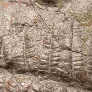 Carboniferous Fern Pecopteris arborescens - Image 3