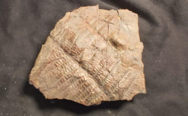 Carboniferous Fern Pecopteris arborescens