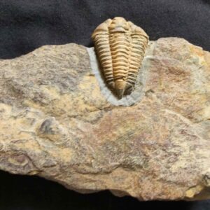 Colpocoryphe rouaulti Ordovician Trilobite - Image 3
