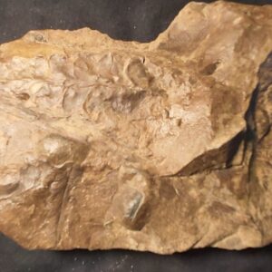 Odontopteris osmundaeformis fern fossil - Image 3