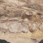 Odontopteris osmundaeformis Fern fossil at the online store www.fossilcave.com
