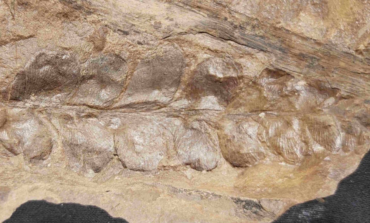 Odontopteris osmundaeformis Fern fossil at the online store www.fossilcave.com