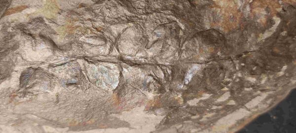 Permian Fern Odontopteris osmundaeformis at the online store www.fossilcave.com