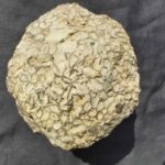 Silurian Coral Catenipora from Gotland at the online store www.fossilcave.com