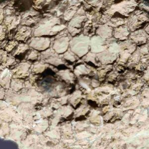 Silurian Coral Catenipora from Gotland - Image 3