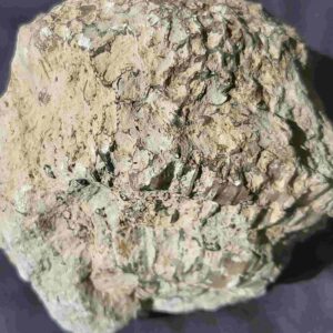 Silurian Coral Catenipora from Gotland - Image 4