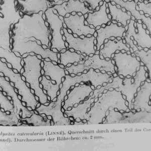 Catenipora Coral fossil from Gotland - Image 3