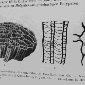 Catenipora Coral fossil from Gotland - Image 4
