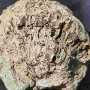 Silurian Coral Catenipora from Gotland - Image 7