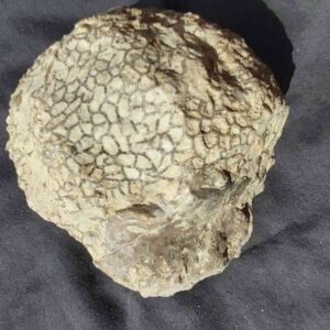 Silurian Coral Catenipora from Gotland - Image 8