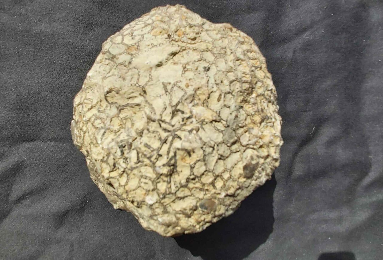Silurian Coral Catenipora from Gotland at the online store www.fossilcave.com